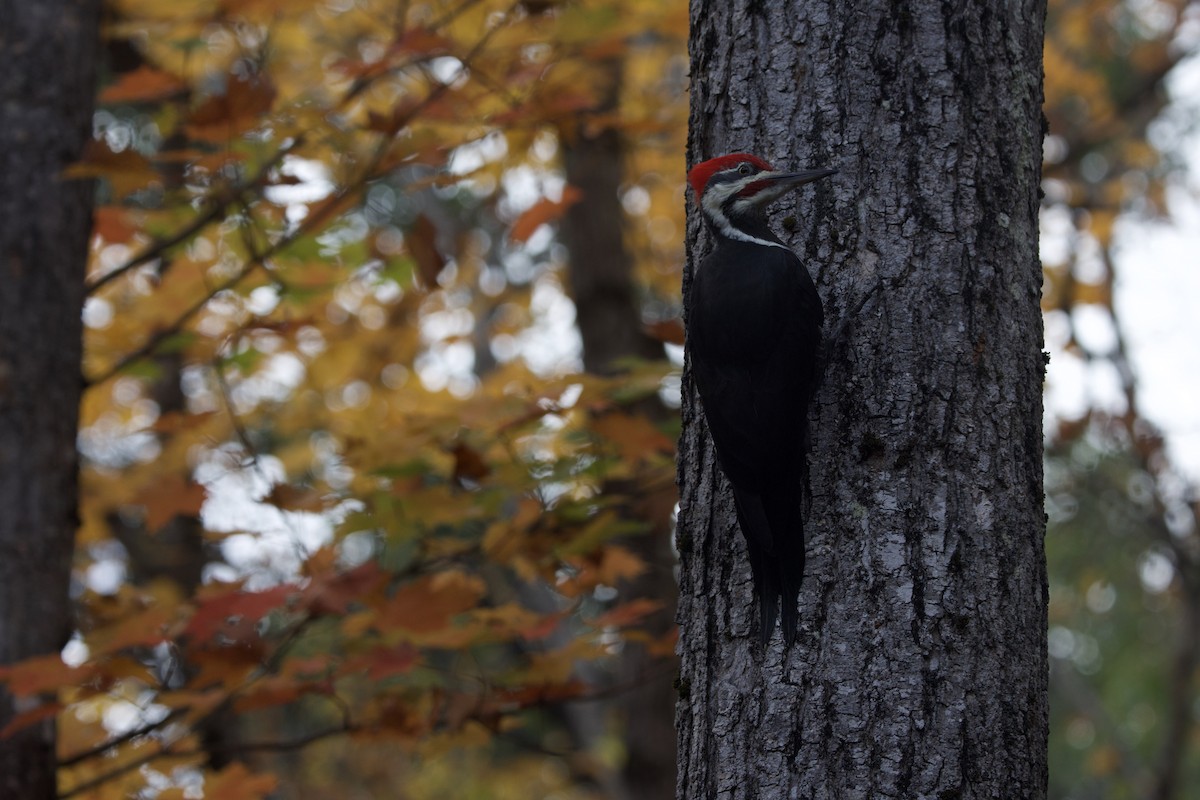 Pileated Woodpecker - ML643999938