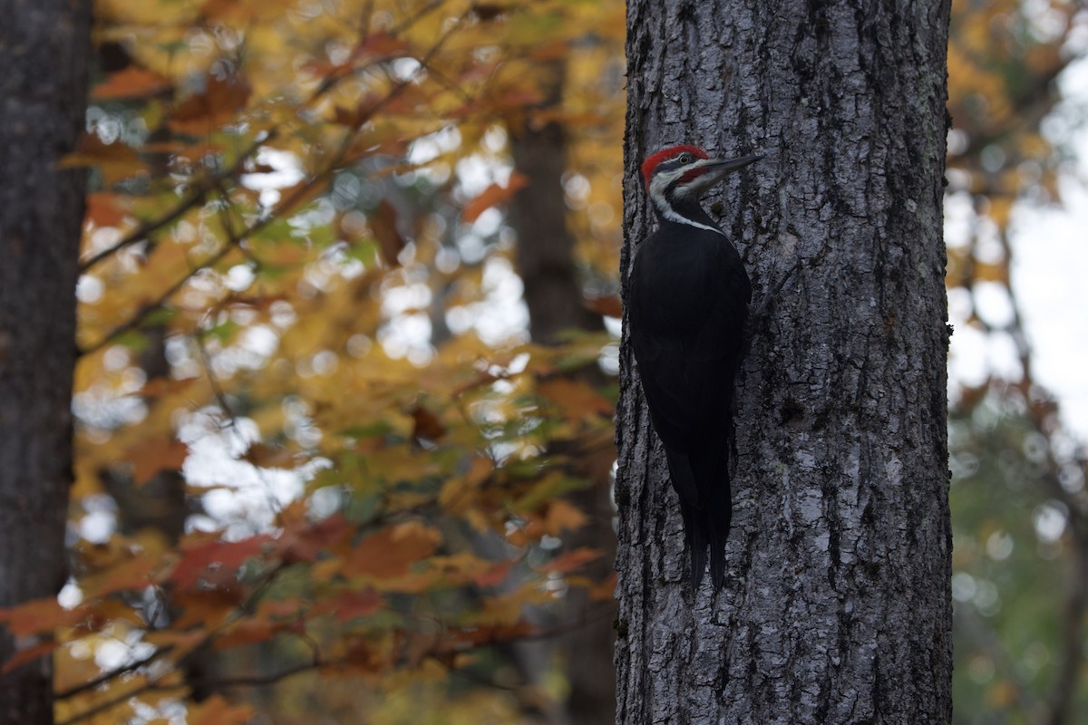 Pileated Woodpecker - ML643999939