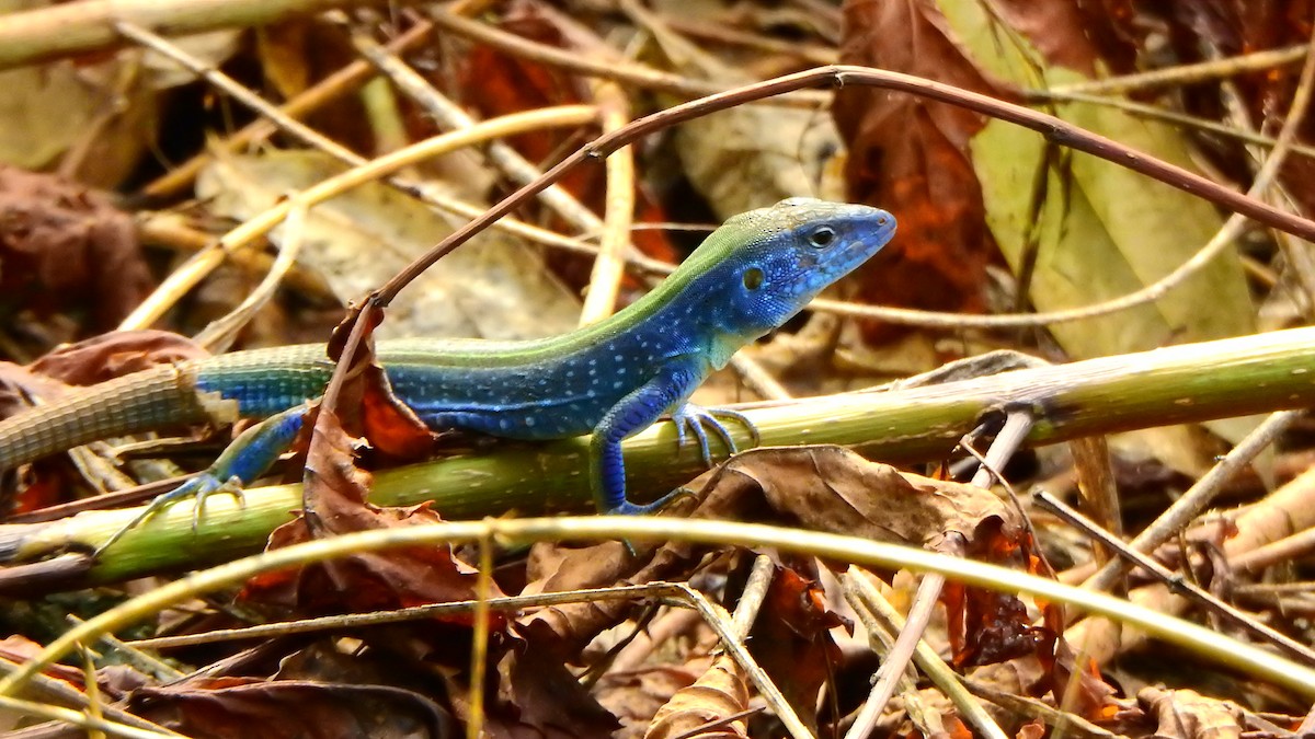 Vivid Blue Rainbow Lizard - ML643999980