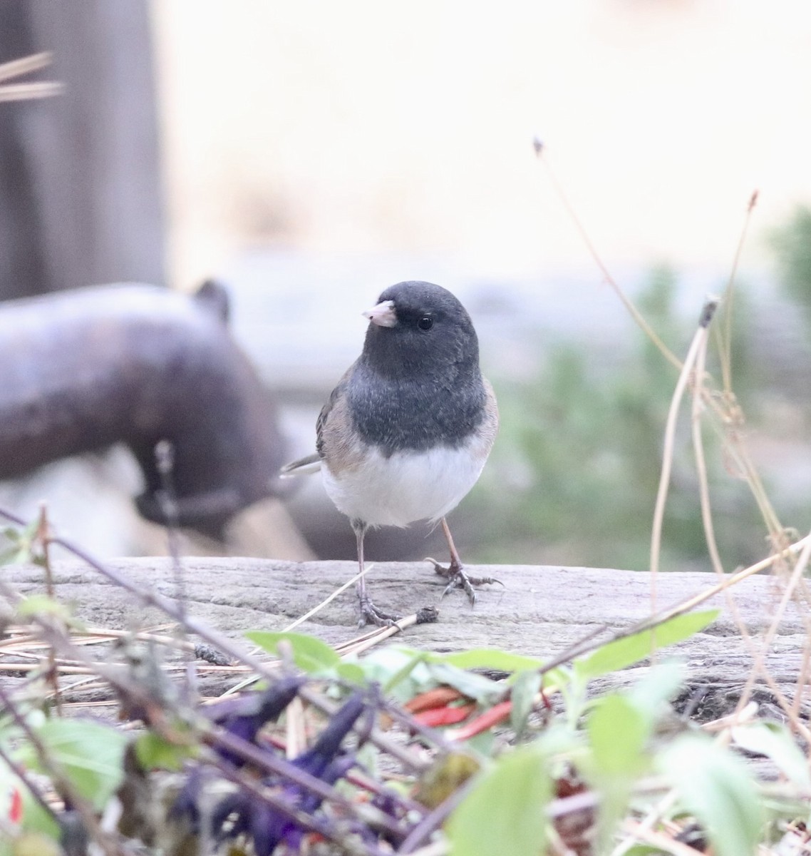 Dark-eyed Junco (Oregon) - ML643999991