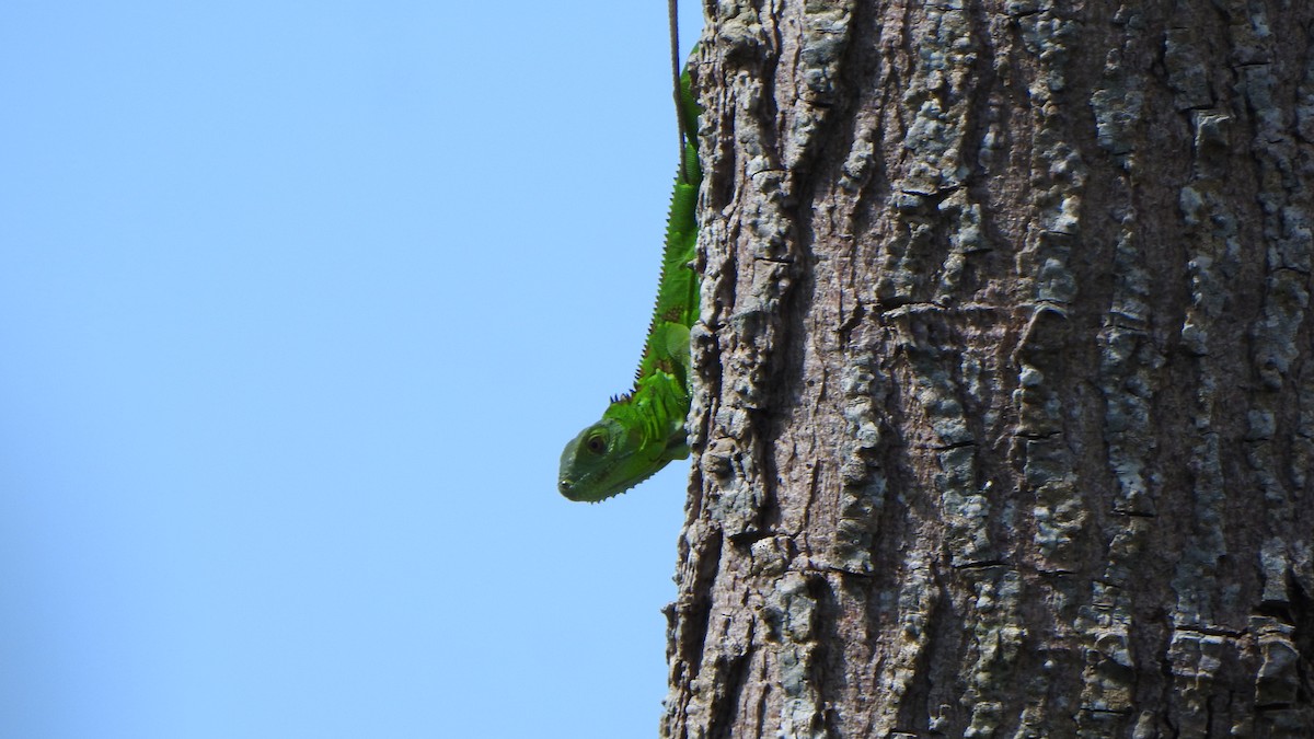 Green Iguana - ML643999998