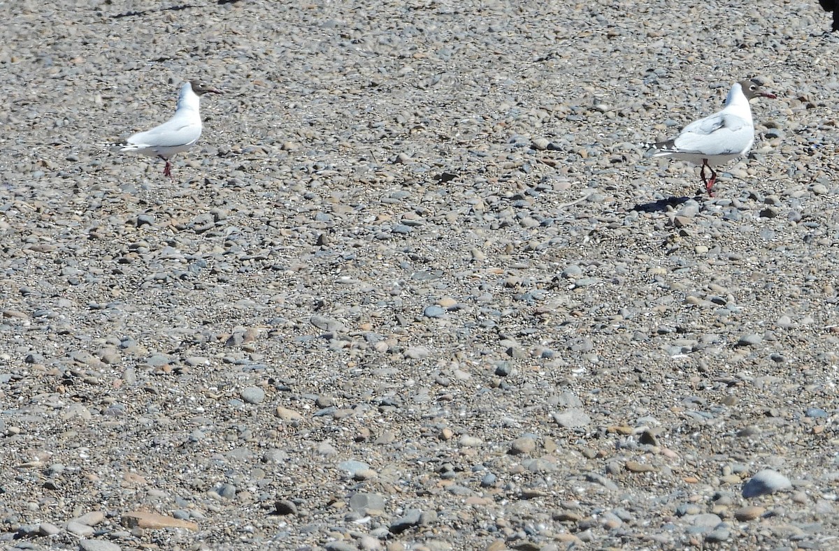 Brown-hooded Gull - ML643999999