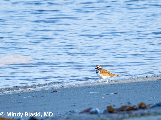 Killdeer - ML644000002