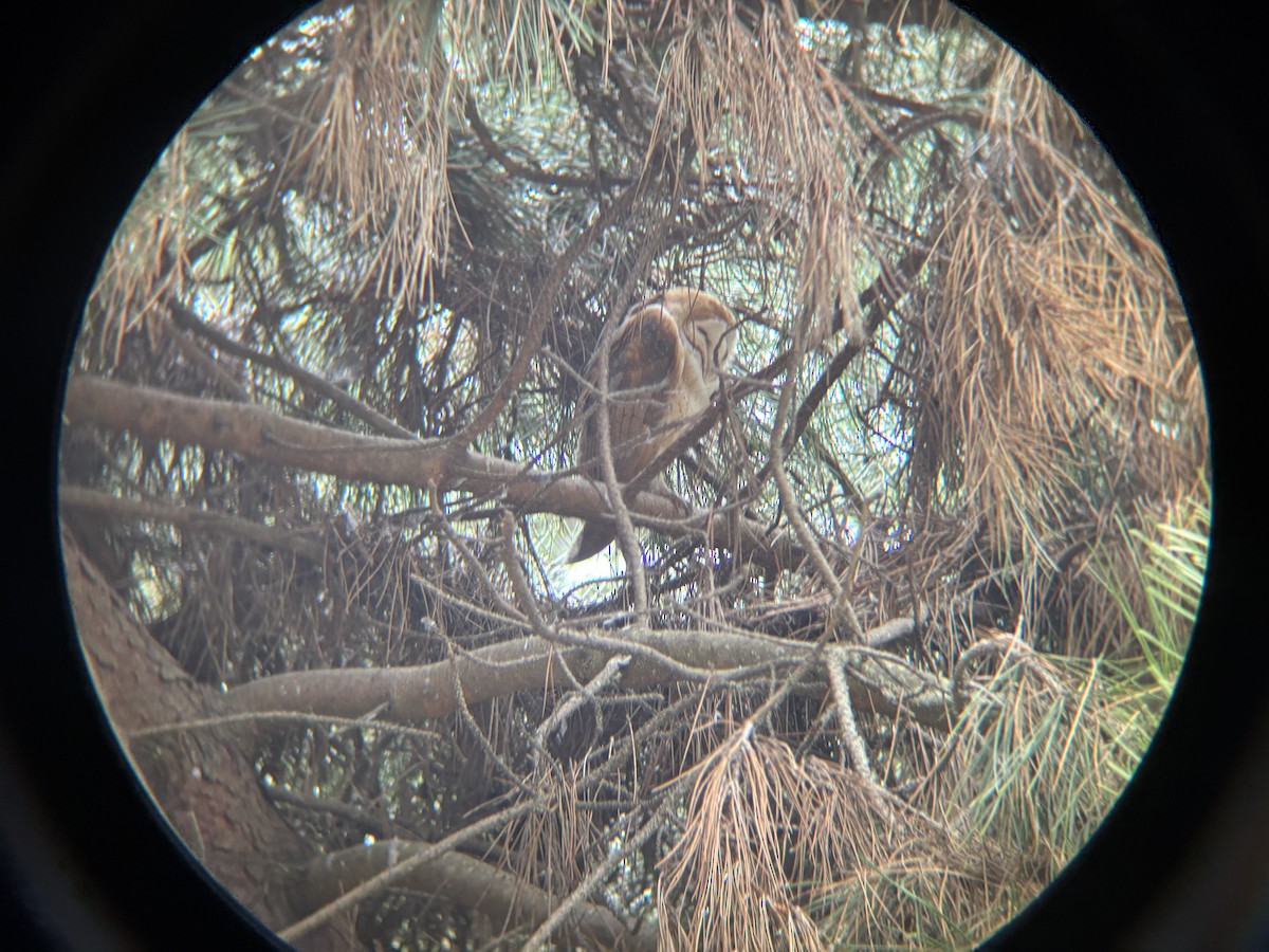 American Barn Owl - ML644000013