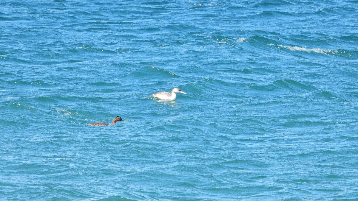 spyddykker - ML644000018