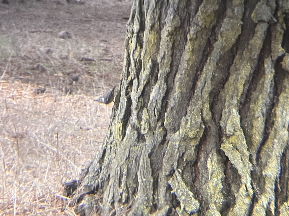 White-breasted Nuthatch - ML644000025
