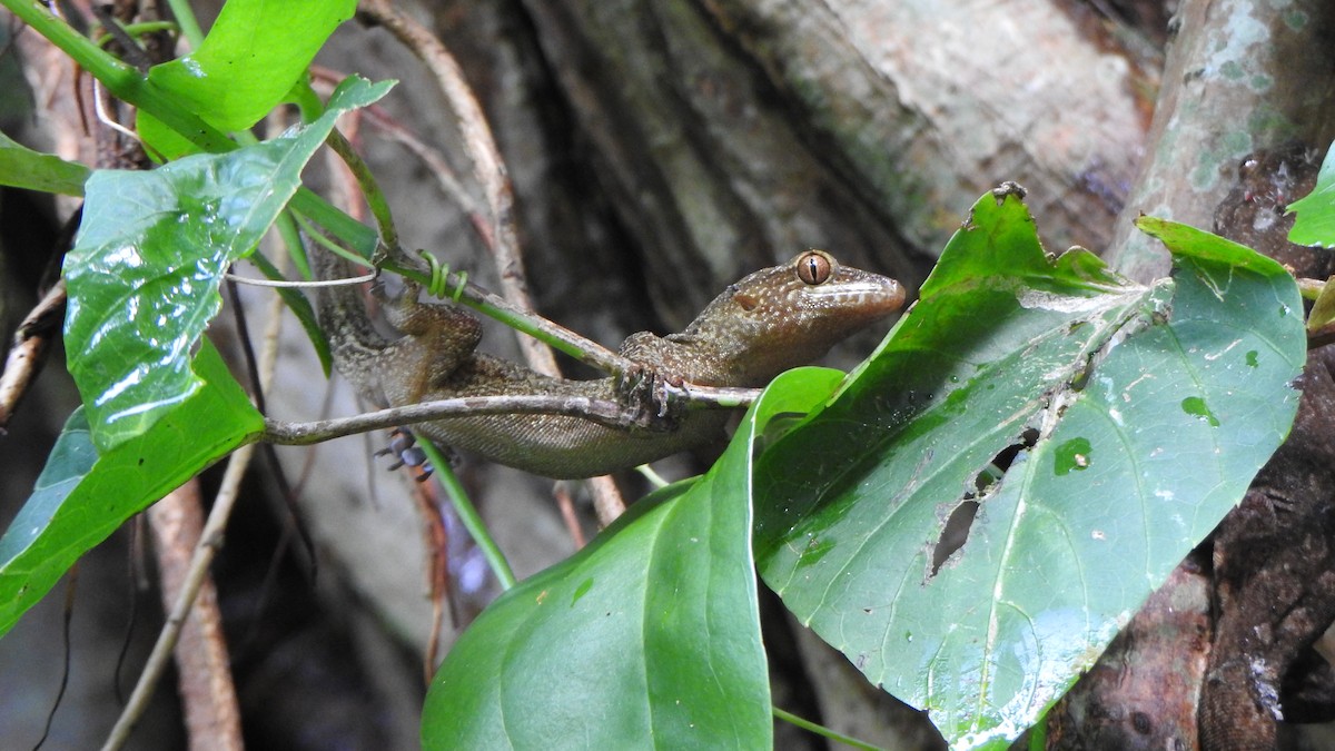 Saint George Island Gecko - ML644000030