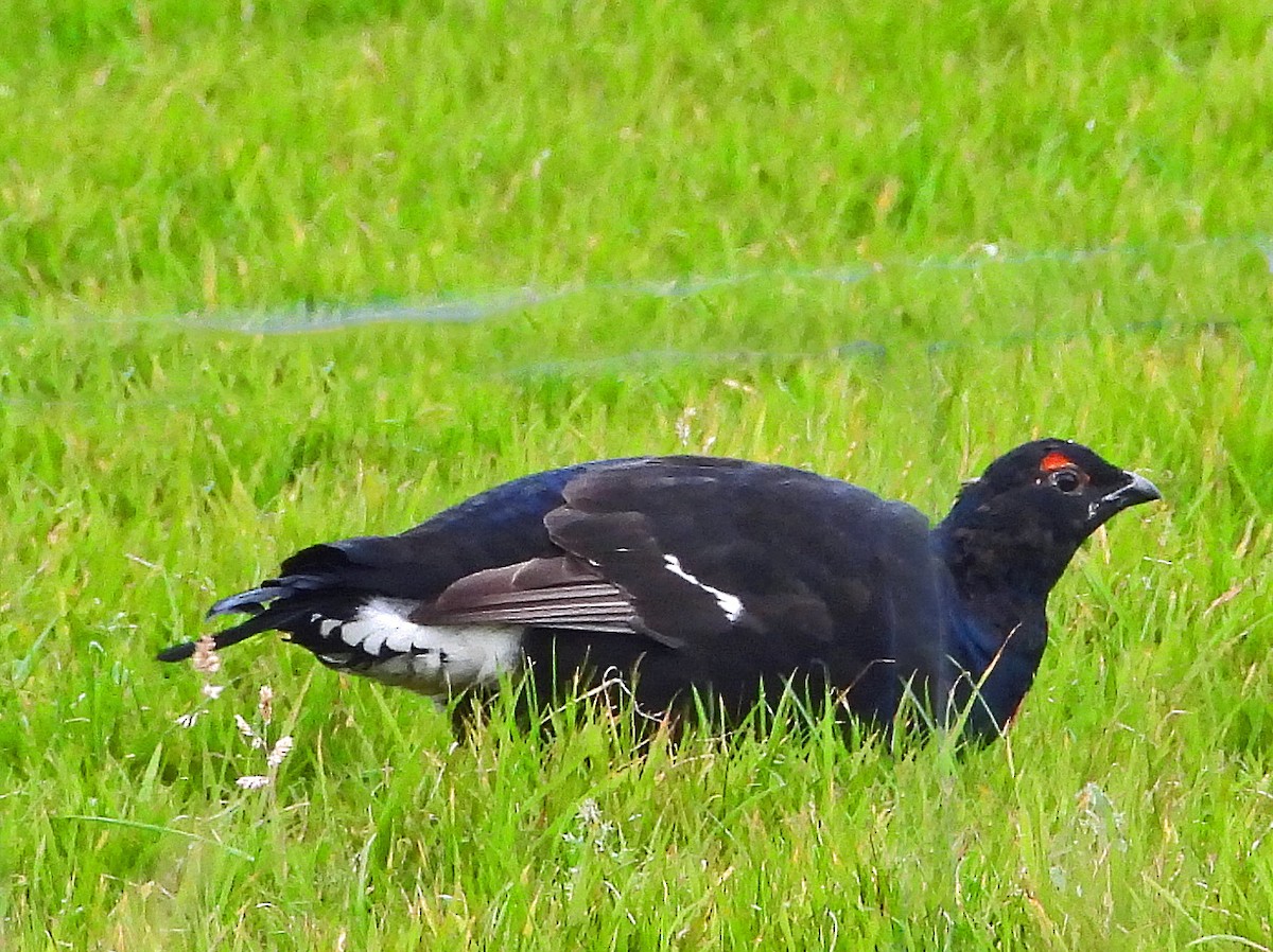 Хар хур - ML644000032