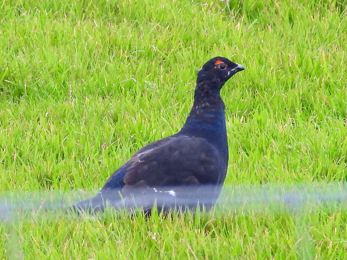 Хар хур - ML644000033