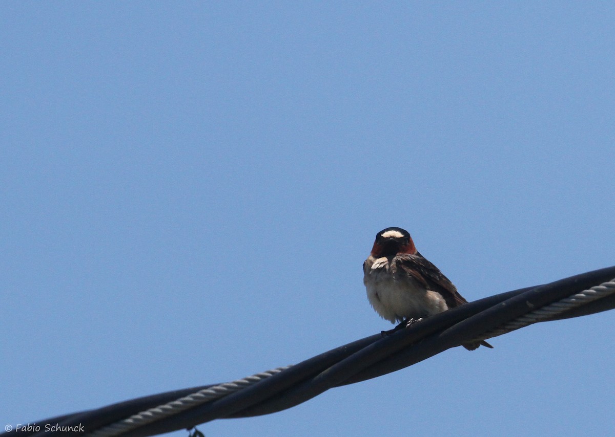 Cliff Swallow - ML644000039