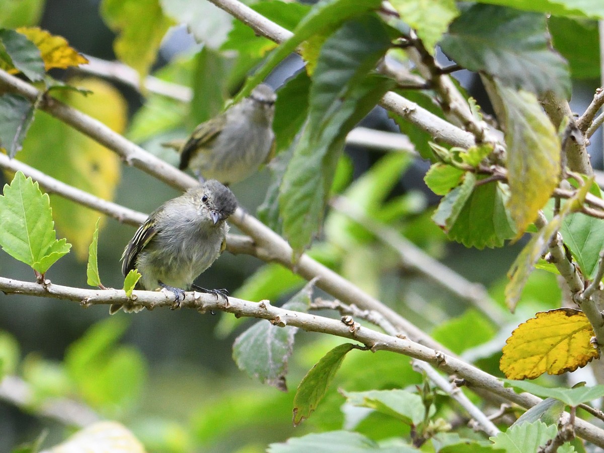 Mistletoe Tyrannulet - ML644000051