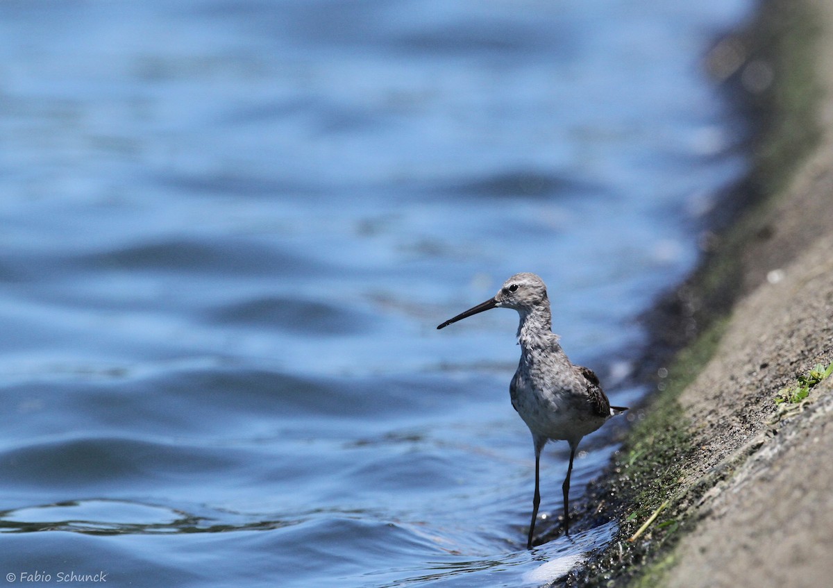 Stilt Sandpiper - ML644000052