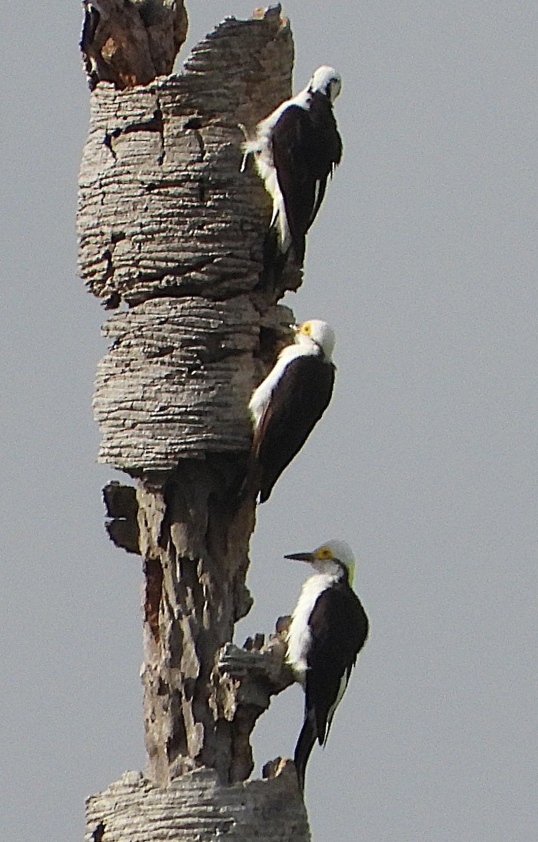 White Woodpecker - ML644000057