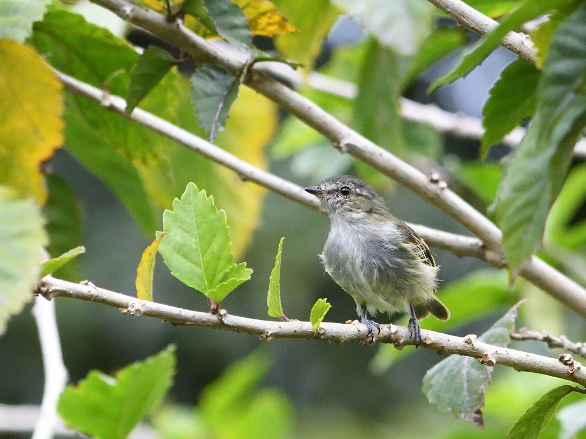 Mistletoe Tyrannulet - ML644000059