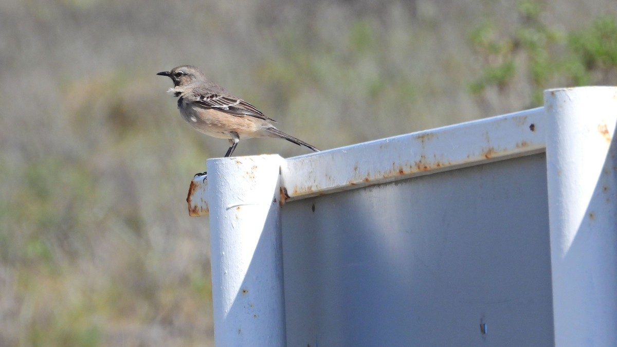 Patagonya Taklitçisi - ML644000073