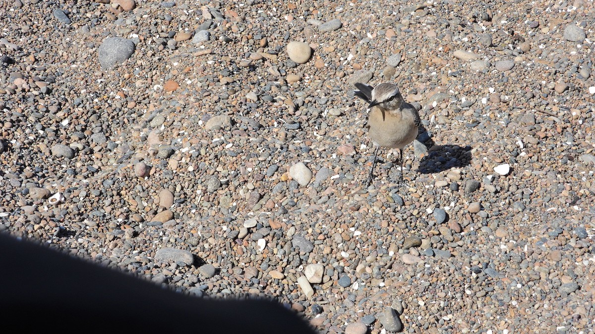 Patagonya Taklitçisi - ML644000074