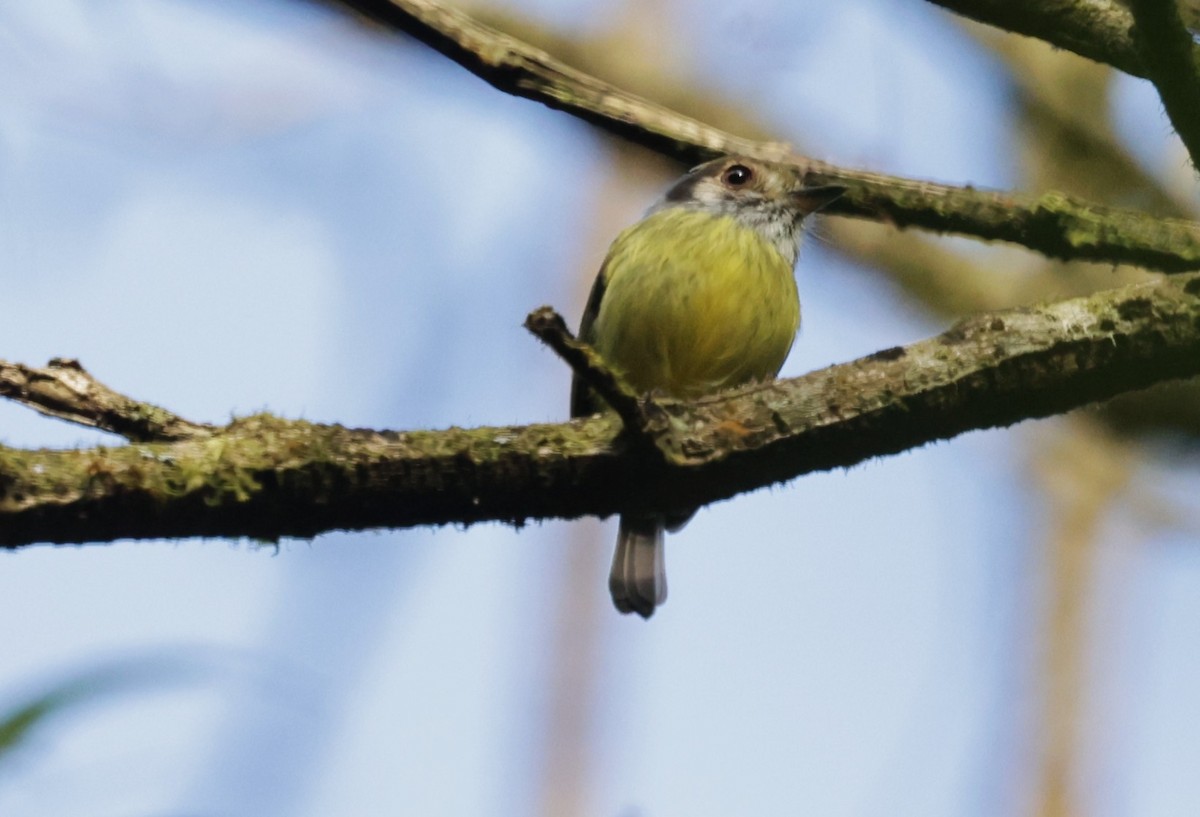 Eared Pygmy-Tyrant - ML644000080