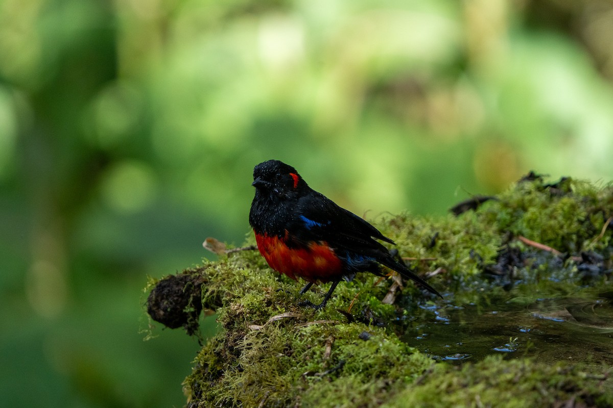 Scarlet-bellied Mountain Tanager - ML644000104