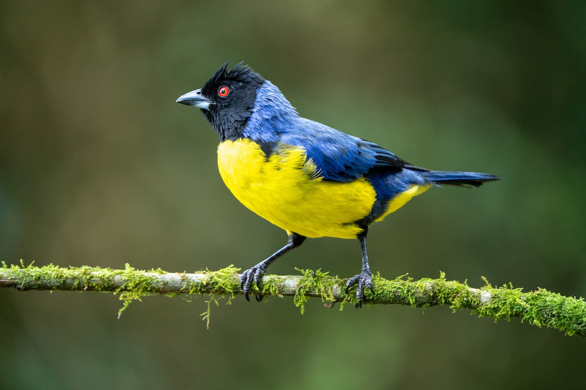 Hooded Mountain Tanager - ML644000113