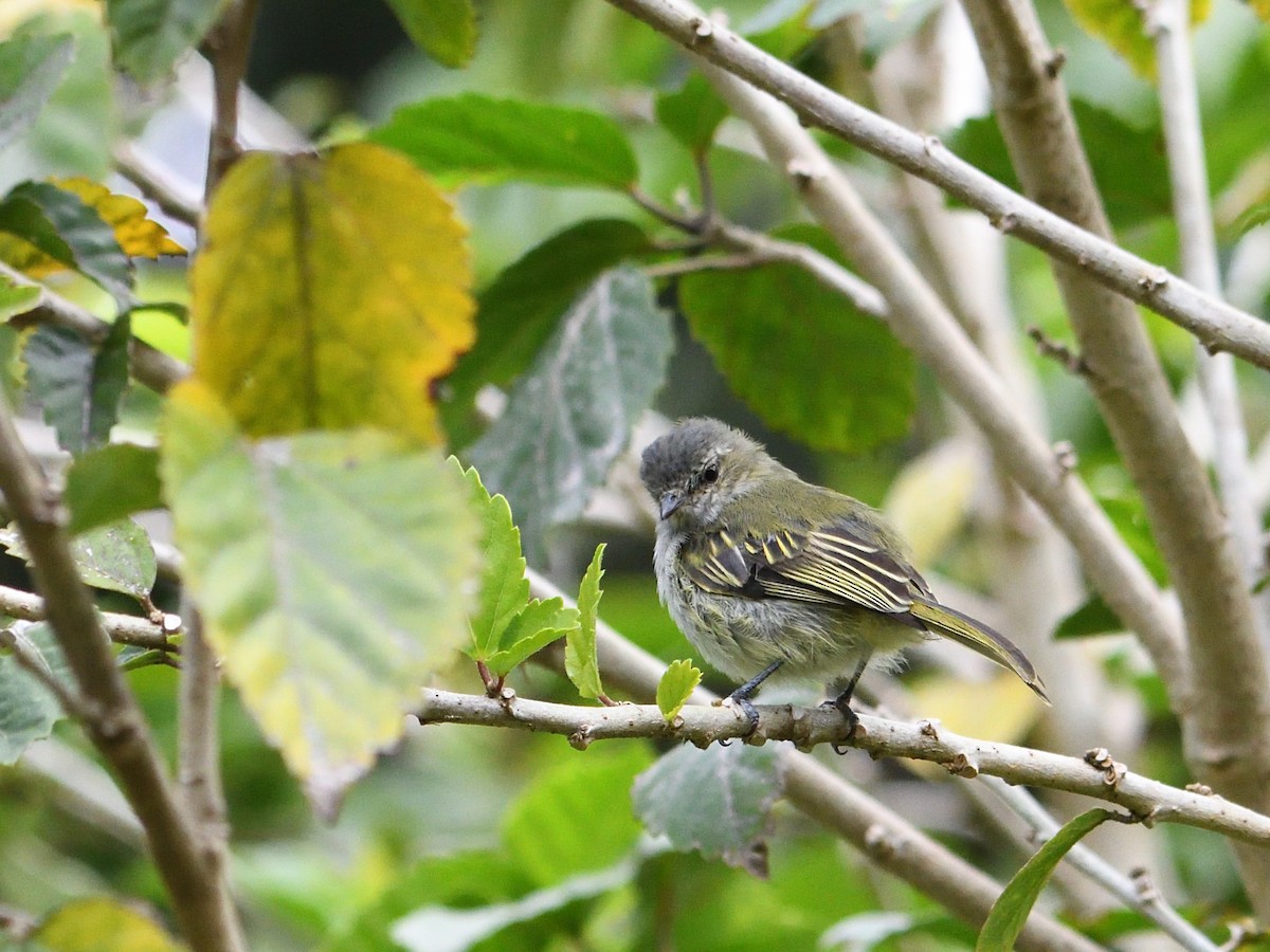 Mistletoe Tyrannulet - ML644000149