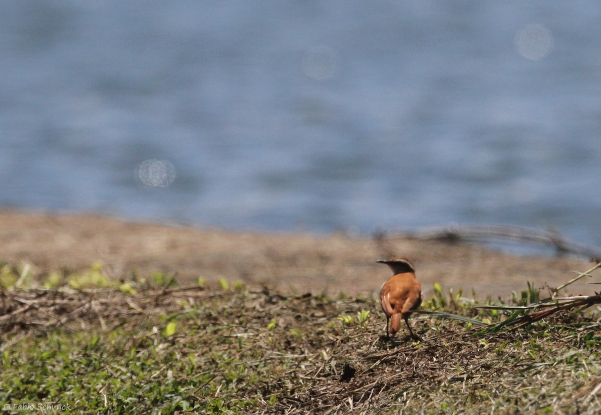 Wing-banded Hornero - ML644000179