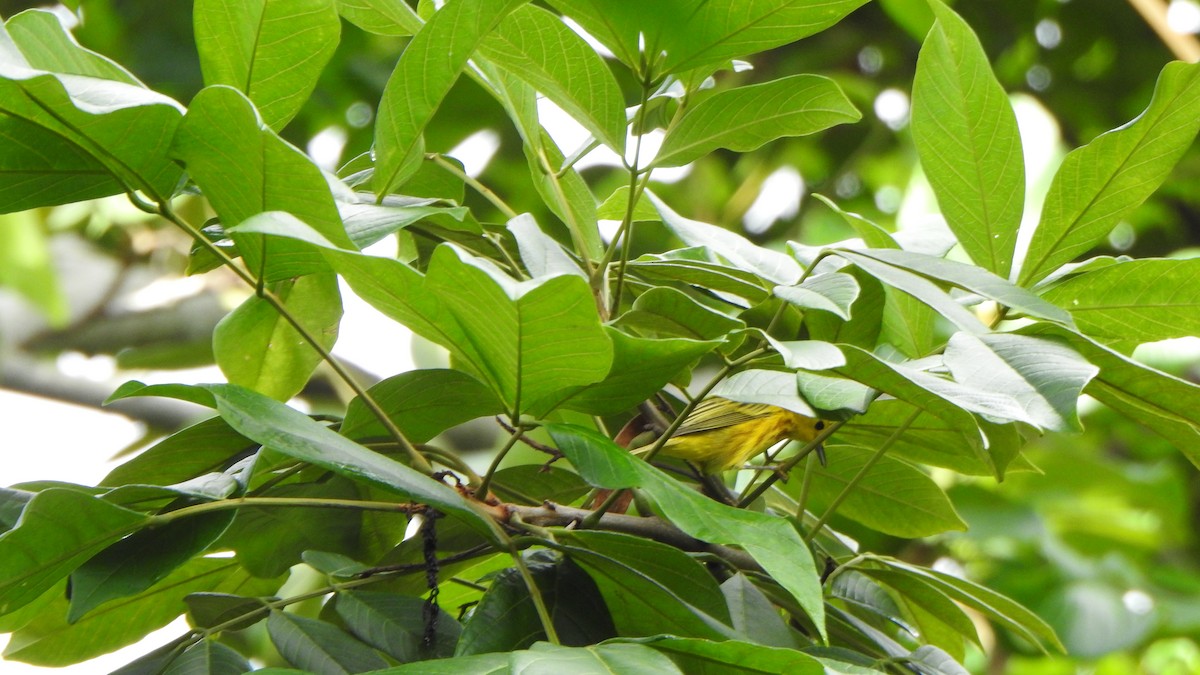Paruline jaune - ML644000187