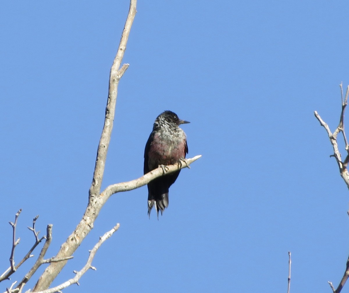 Lewis's Woodpecker - ML644000195