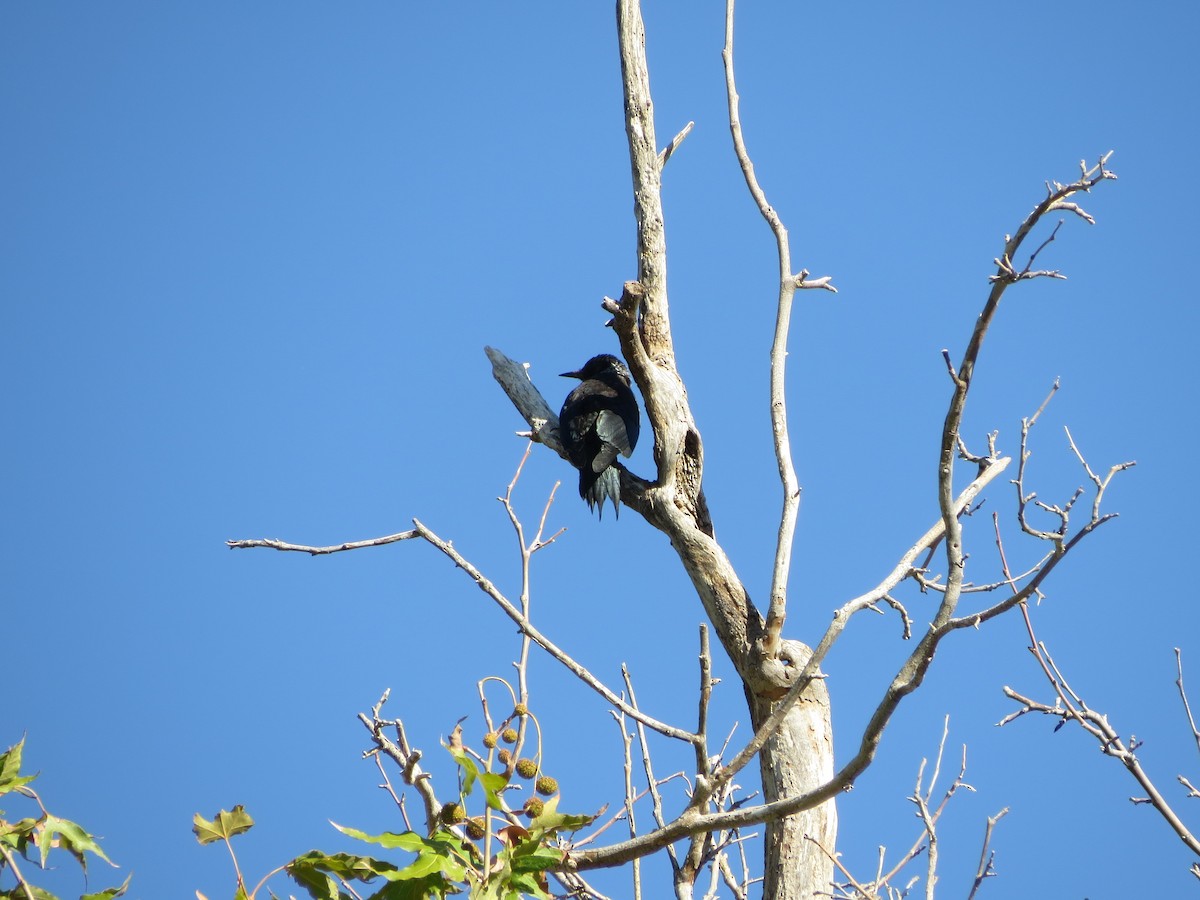 Lewis's Woodpecker - ML644000201