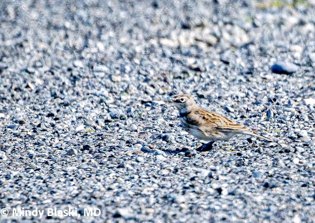 Horned Lark - ML644000208