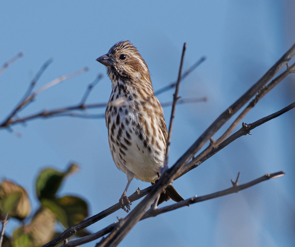 Purple Finch (Eastern) - ML644000214