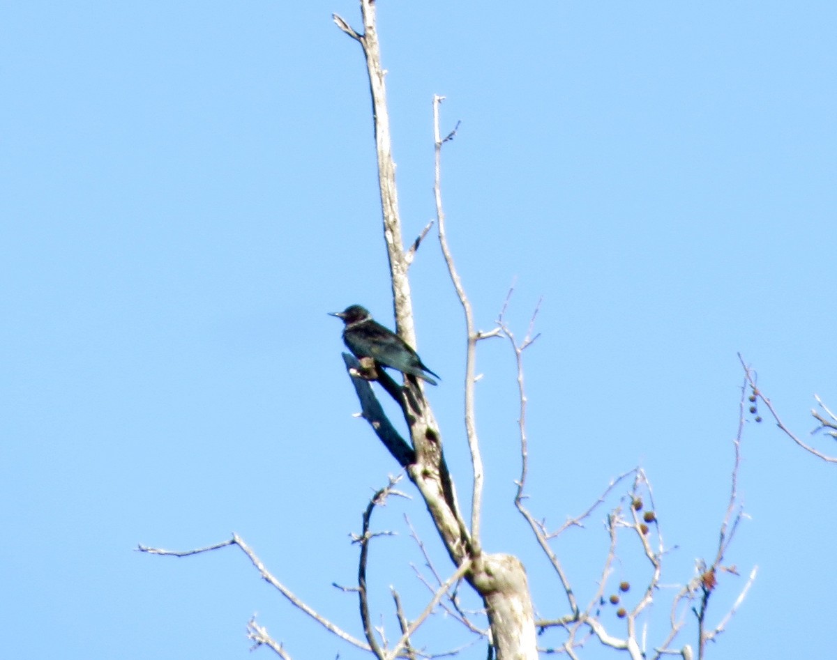 Lewis's Woodpecker - ML644000218