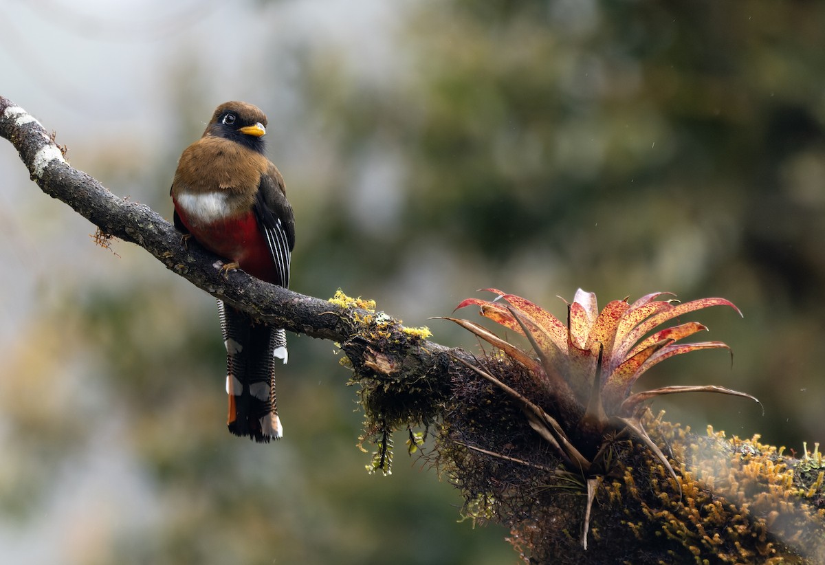 Masked Trogon - ML644000238