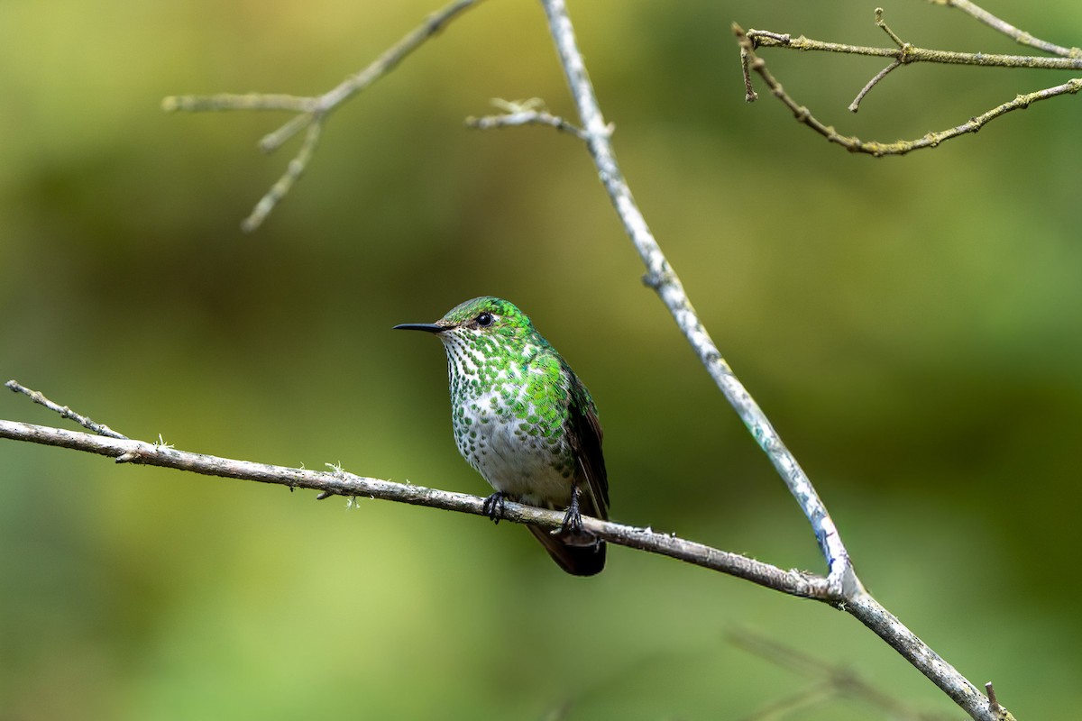 Green-tailed Trainbearer - ML644000243