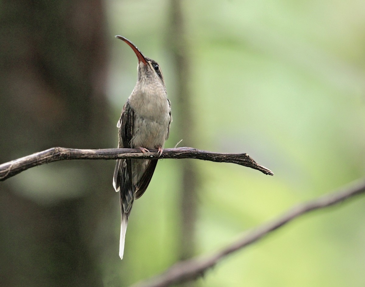 Great-billed Hermit - ML644000276