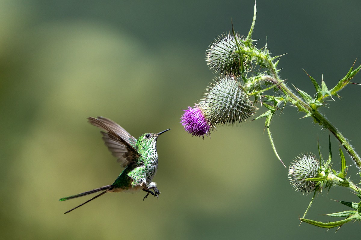 Green-tailed Trainbearer - ML644000295