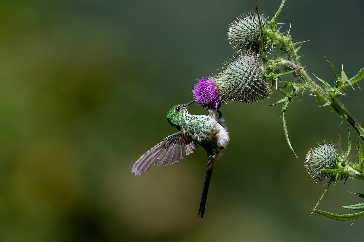 Green-tailed Trainbearer - ML644000299