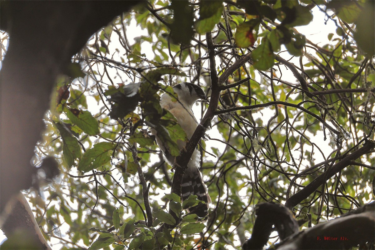 Collared Forest-Falcon - ML644000317
