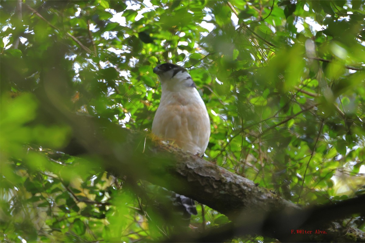Collared Forest-Falcon - ML644000318
