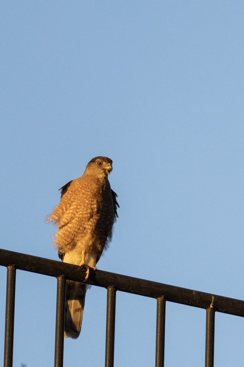 Cooper's Hawk - ML644000368