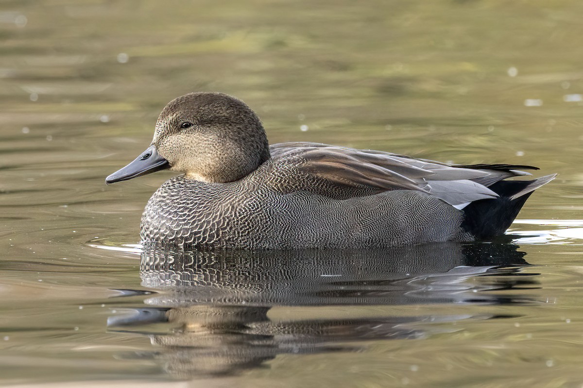 Gadwall - ML644000373