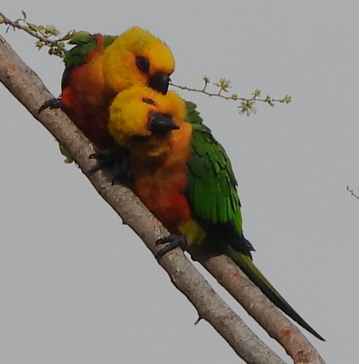 Jandaya Parakeet - ML644000407