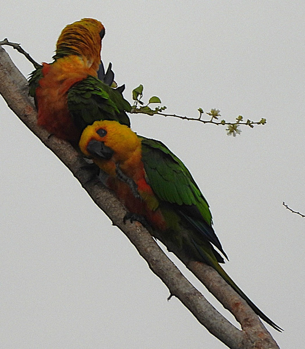 Jandaya Parakeet - ML644000408