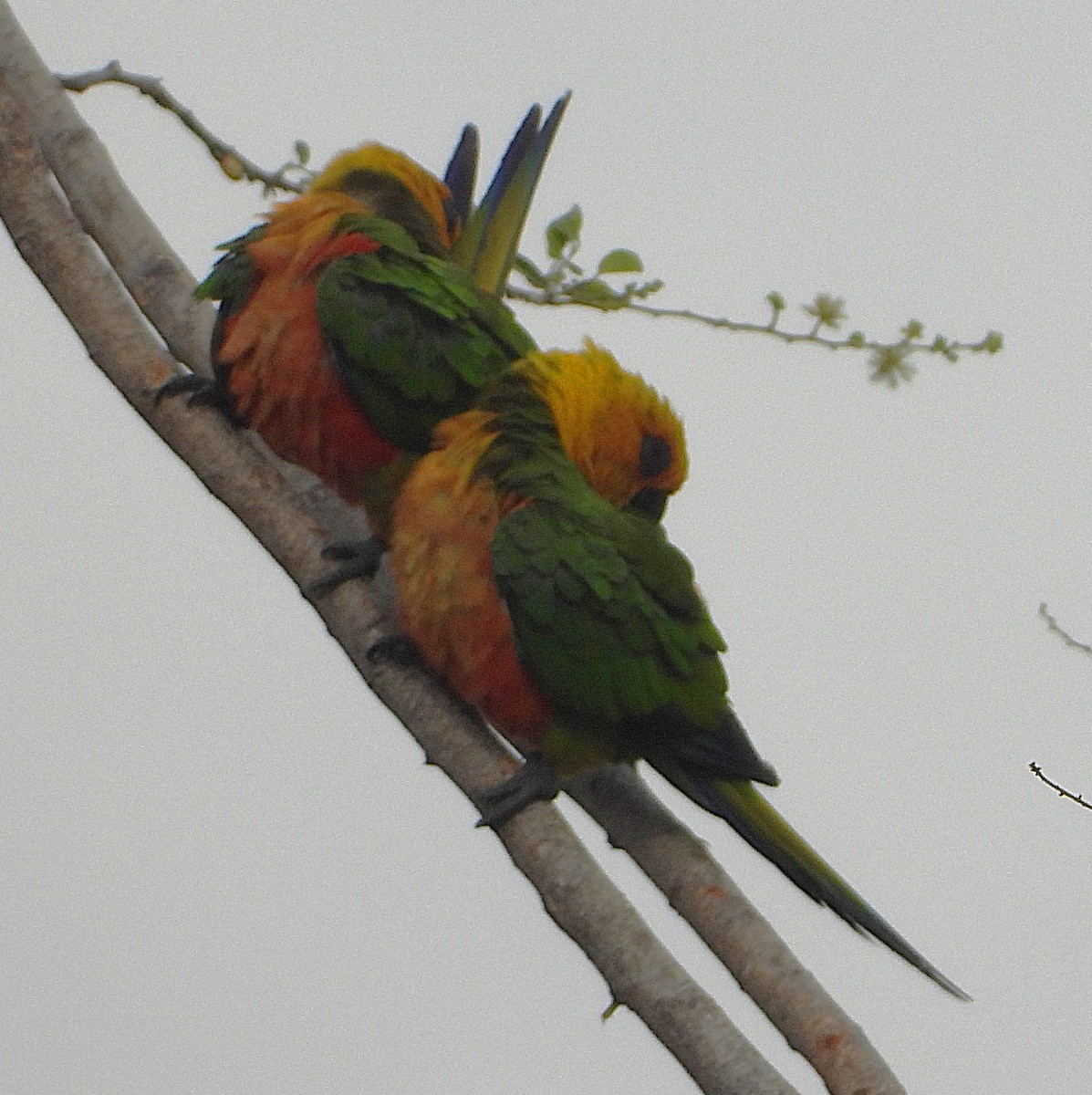 Jandaya Parakeet - ML644000410