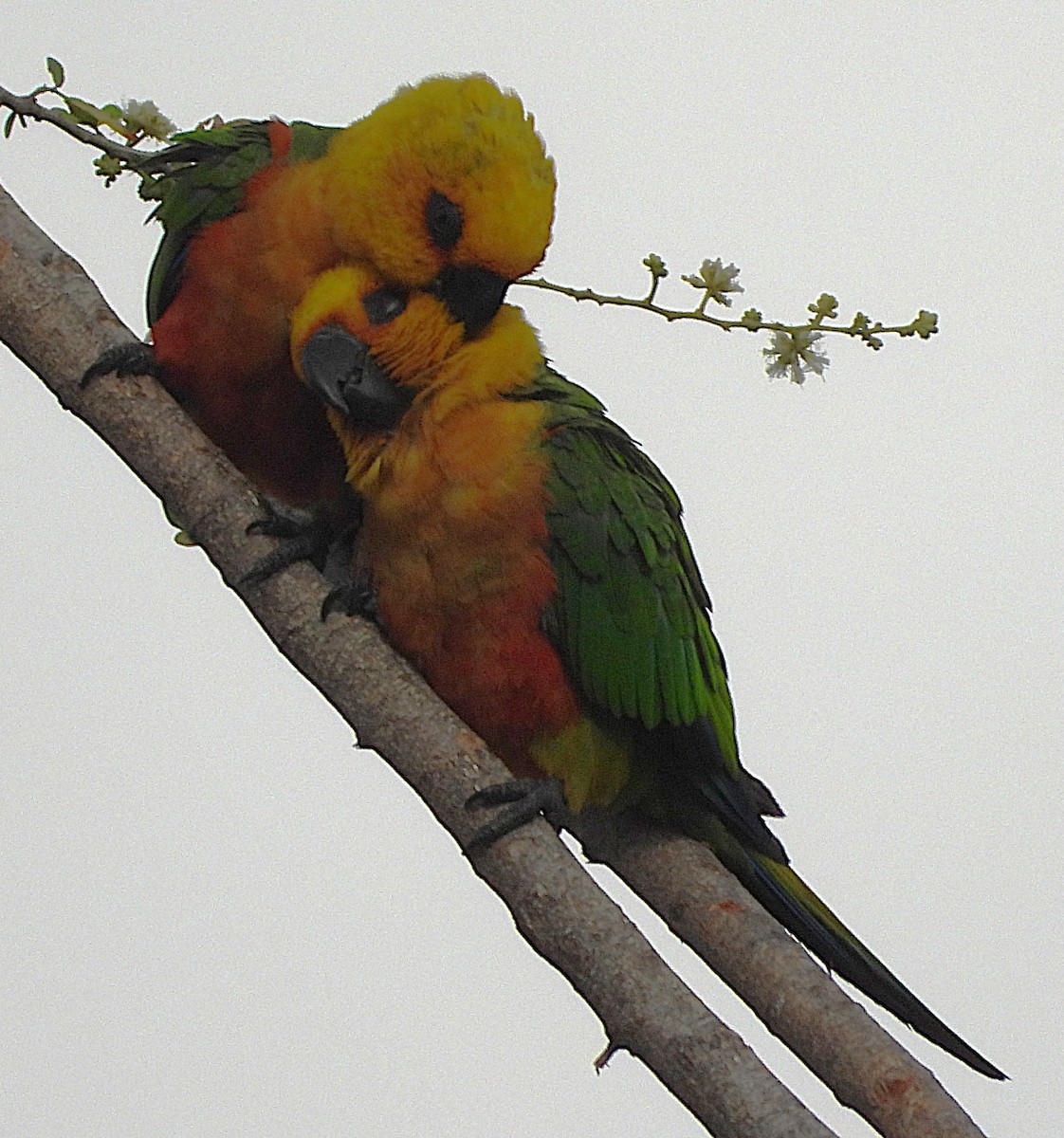 Jandaya Parakeet - ML644000411