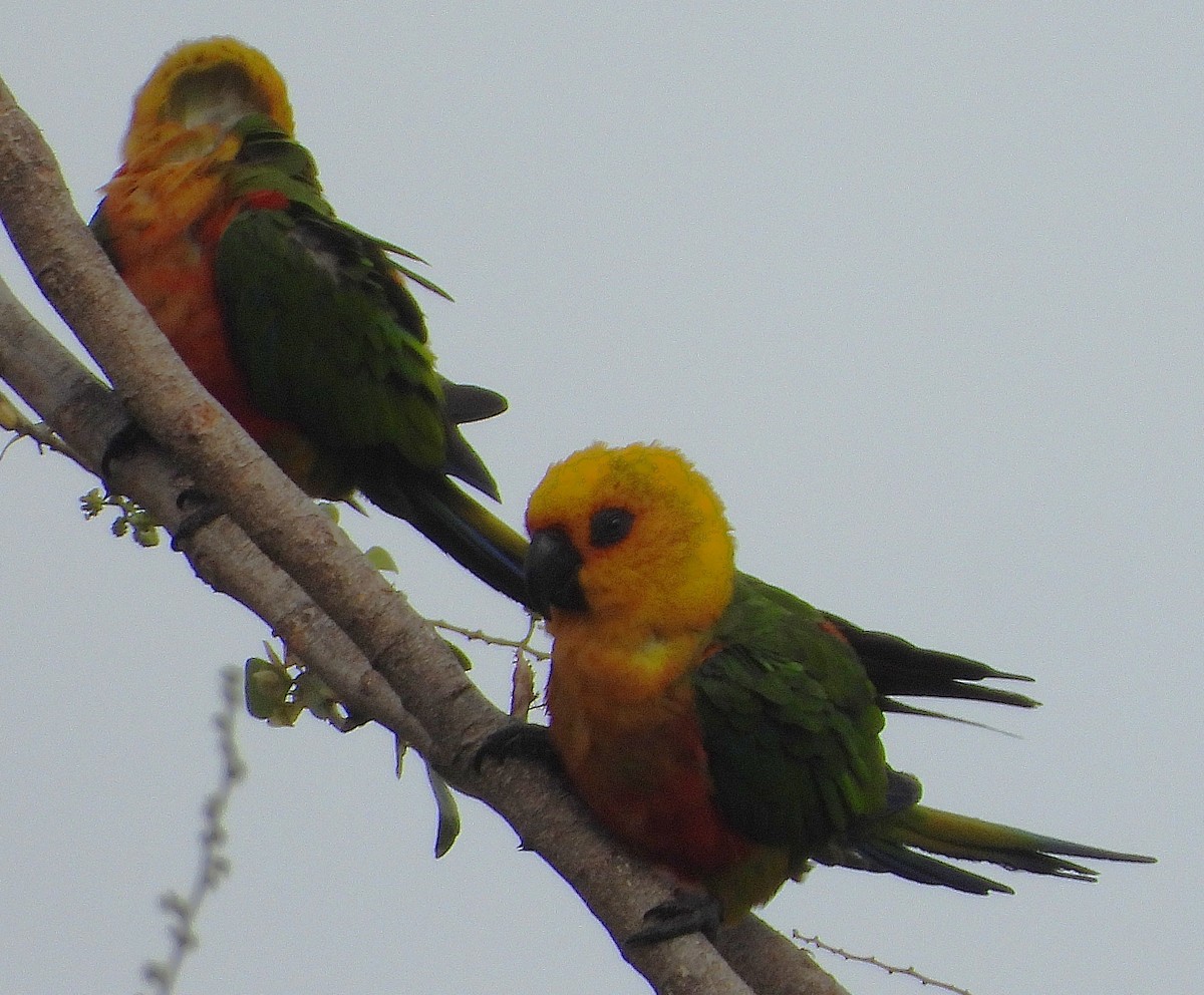 Jandaya Parakeet - ML644000412