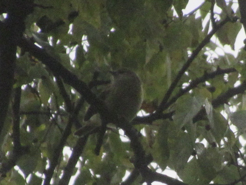 Orange-crowned Warbler (Gray-headed) - ML644000419