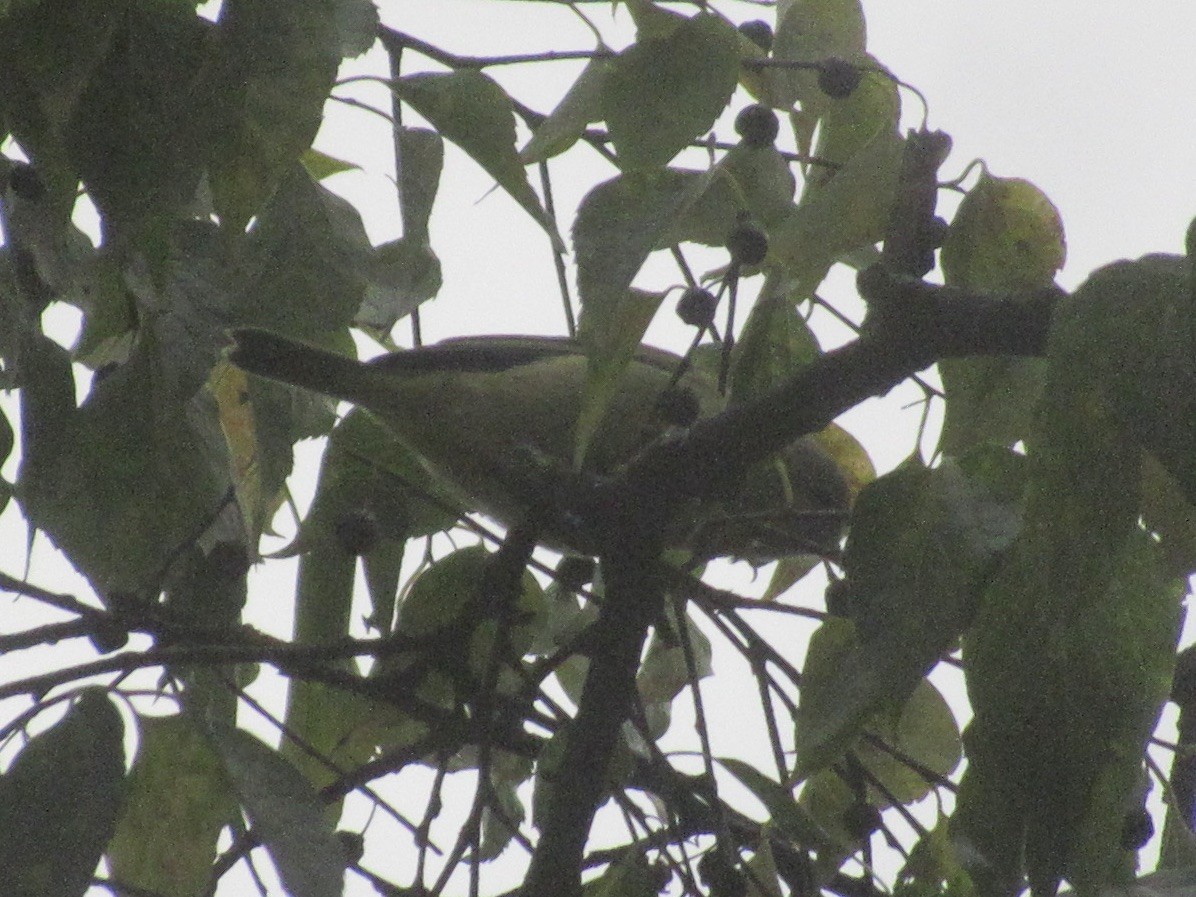 Orange-crowned Warbler (Gray-headed) - ML644000420