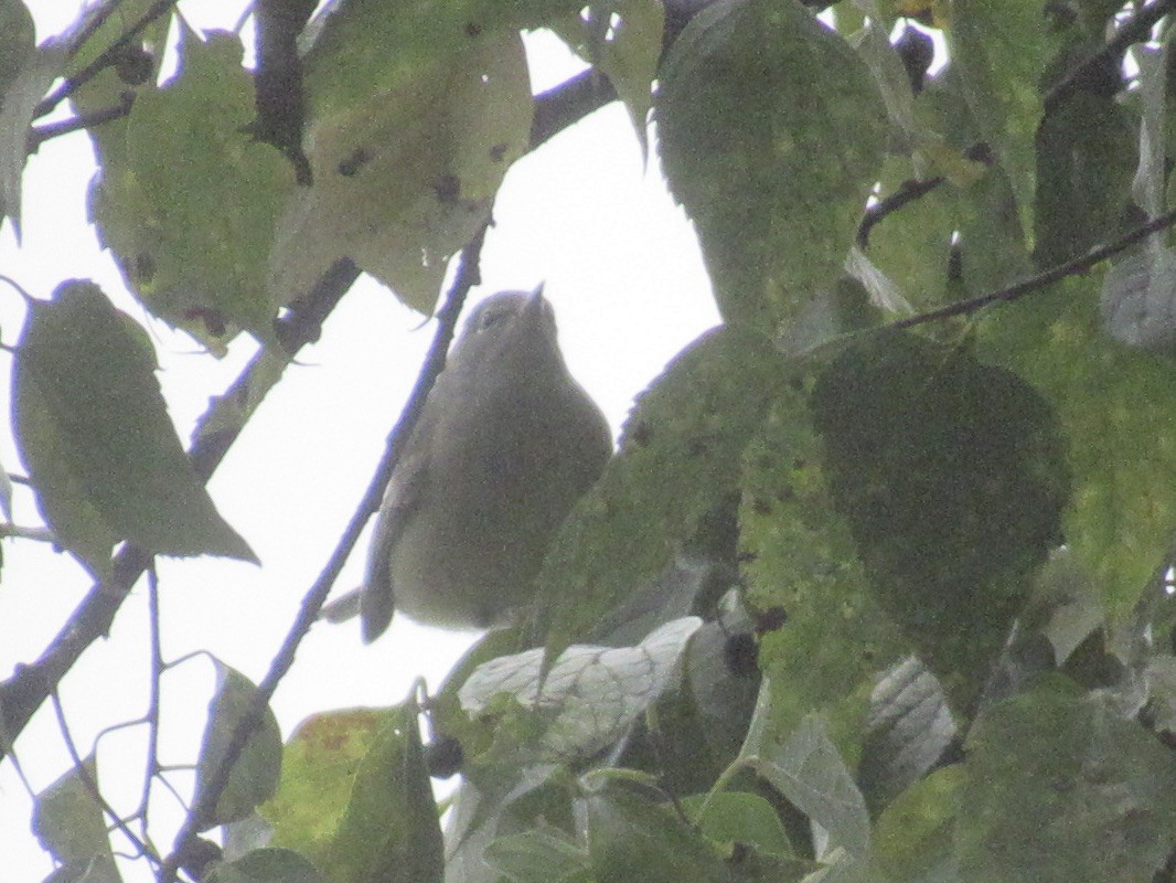 Orange-crowned Warbler (Gray-headed) - ML644000421