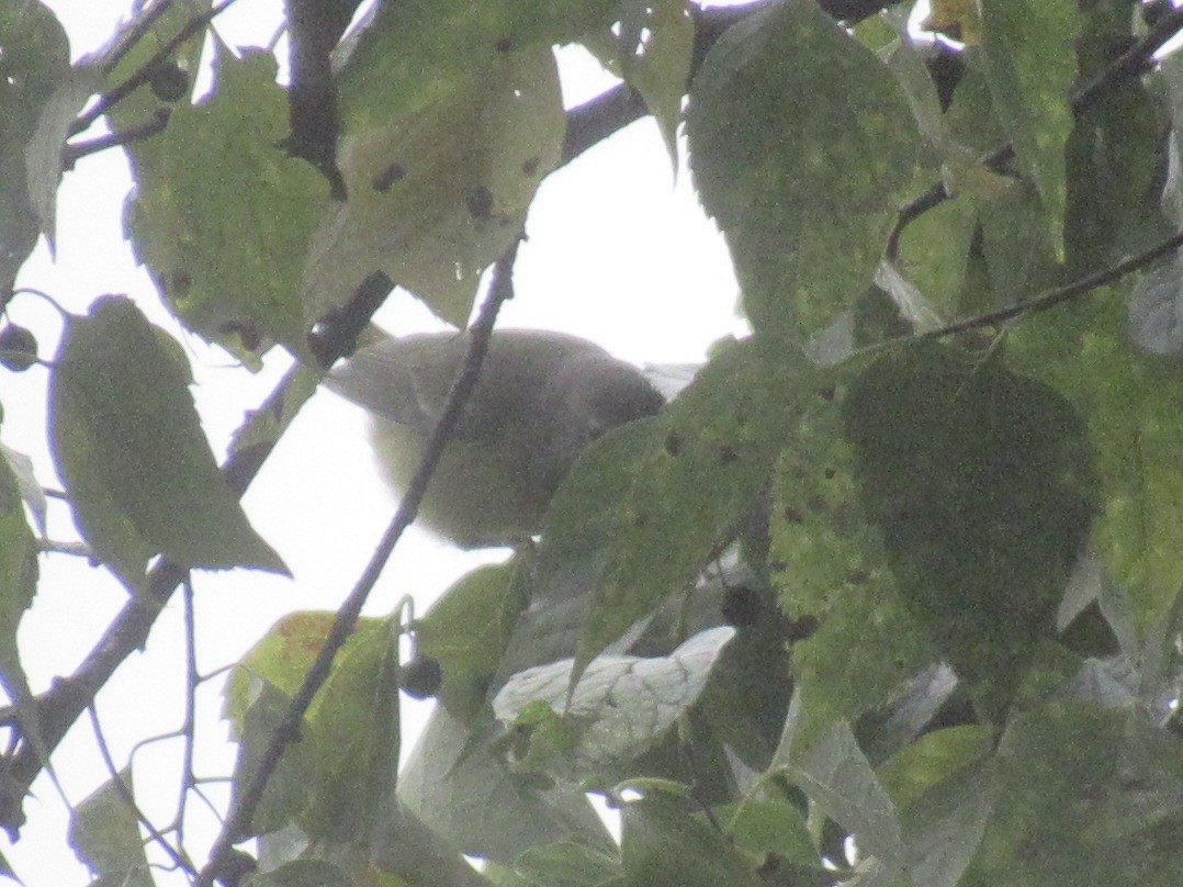 Orange-crowned Warbler (Gray-headed) - ML644000422