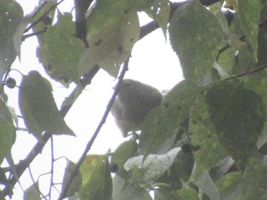 Orange-crowned Warbler (Gray-headed) - ML644000423